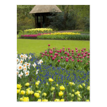 Pays-Bas aka Hollande), Lisse. Keukenhof 5 Carte Postale