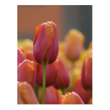 Pays-Bas aka Hollande), Lisse. Keukenhof 6 Cartes Postales
