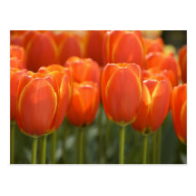 Pays-Bas aka Hollande), Lisse. Keukenhof 7 Carte Postale