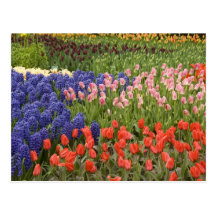 Pays-Bas aka Hollande), Lisse. Keukenhof 8 Cartes Postales