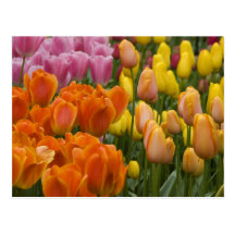 Pays-Bas aka Hollande), Lisse. Keukenhof 9 Carte Postale