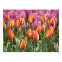 Pays-Bas (aka Hollande), Lisse. Keukenhof Carte Postale