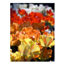 Pays-Bas aka Hollande), Lisse. Keukenhof Carte Postale