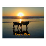 Pays de vache, Costa Rica Carte Postale
