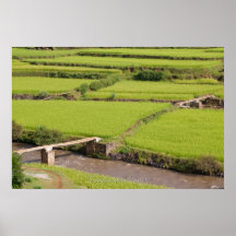 Paysage de rizières à Madagascar Affiches