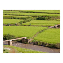 Paysage de rizières à Madagascar Carte Postale