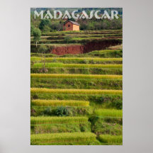 Paysage de rizières à Madagascar Posters
