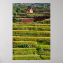 Paysage de rizières à Madagascar Posters