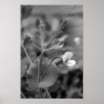 Pea Vine 2 Print