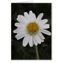peace daisy cards
