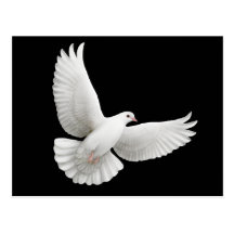 Peace Dove Postcard