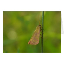 Peace Greeting Cards