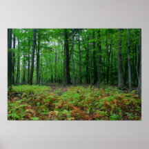 Peace in the Woods Posters