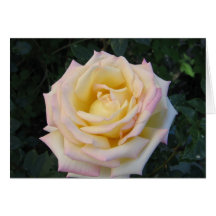 Peace Rose Card