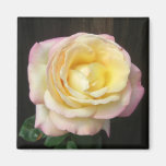 Peace Rose Magnets