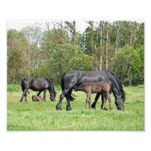 Peaceful Friesian Mares and Foals Photo