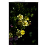 Peaceful Mind Cards