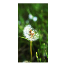 Peaceful Personalized Photo Card
