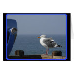Peaceful Seagull Cards