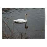 Peaceful Swan Greeting Cards