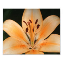 Peach Asiatic Lily Closeup Photograph