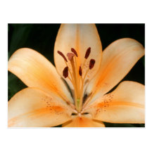 Peach Asiatic Lily Closeup Postcard