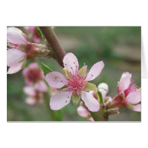 Peach Blossom Note Card