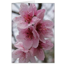 Peach Blossoms Greeting Card