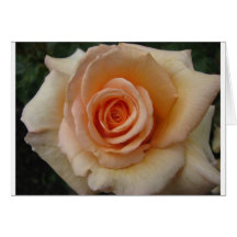 Peach coloured rose greeting cards