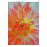 Peach Crush Cards