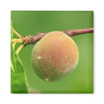 Peach Fuzz Magnets