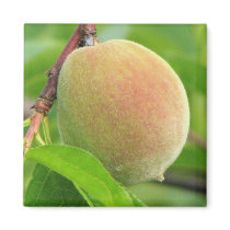 Peach Fuzz Magnet