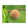 Peach Fuzz Postcards