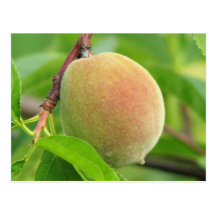 Peach Fuzz Postcards