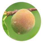 Peach Fuzz Round Stickers