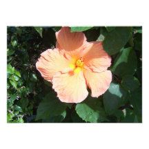Peach Hibiscus Invitation