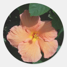 Peach Hibiscus Sticker