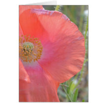 Peach Iceland Poppy Card