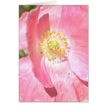 Peach Iceland Poppy Card
