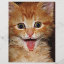 peach kitty full color flyer