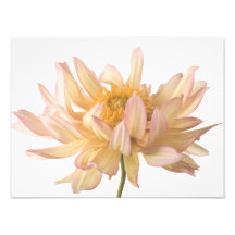 Peach, Pink, White, & Cream Dahlia Background Art Photo