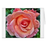 Peach Rose Greeting Cards