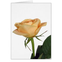 Peach rose cards