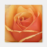 Peach Rose Magnet