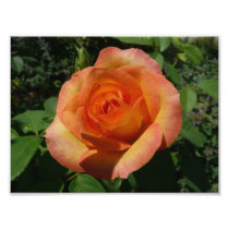 Peach Rose Photo Print