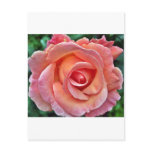 Peach Rose Postcards