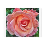 Peach Rose Postcard