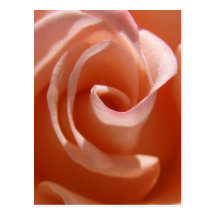 Peach Rose Postcard