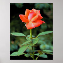 Peach Rose Posters
