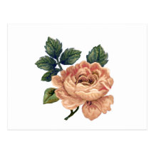 Peach Rose - Vintage Makeover. Post Cards